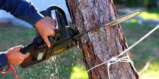 How Our Tree Care Process Works  in  Avon, IN