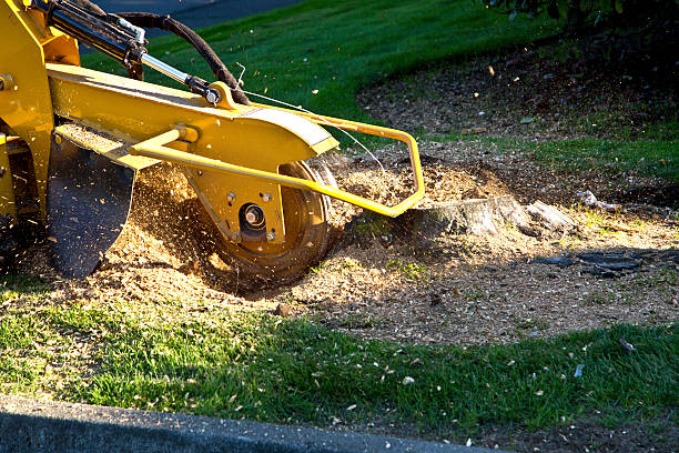 Grass Overseeding in Avon, IN